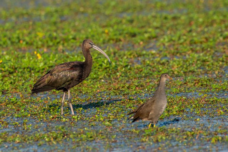 Ibis falcinelle en Camargue gardoise